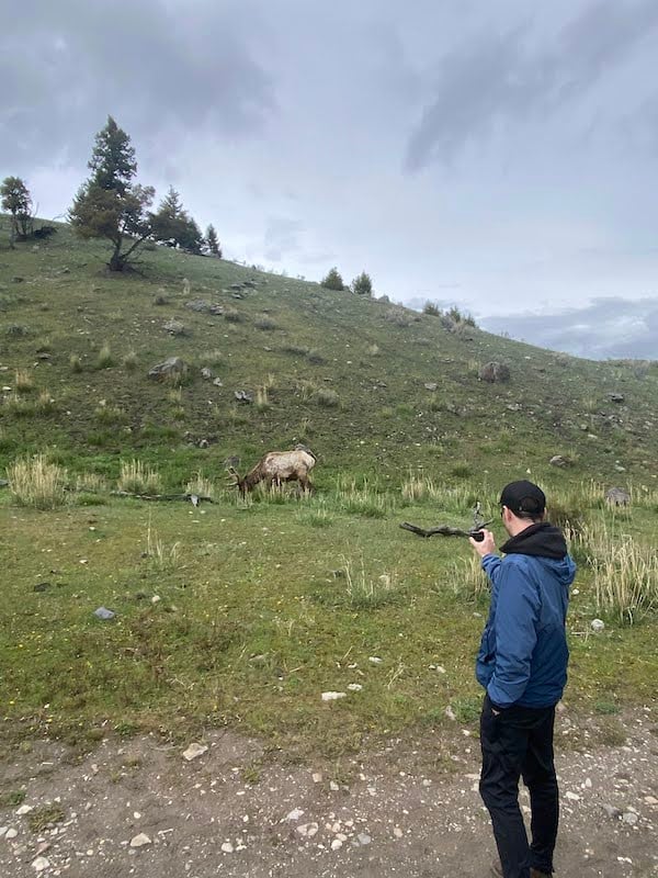 Person taking a photo of a moose in Yellowstone