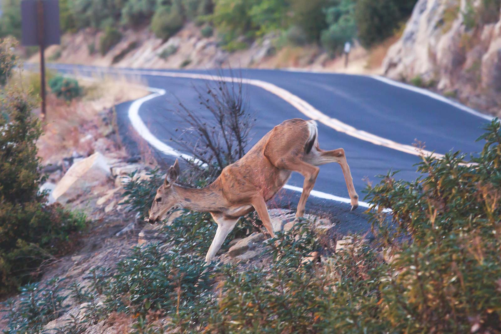 best places to stay in yosemite national park deer crossing