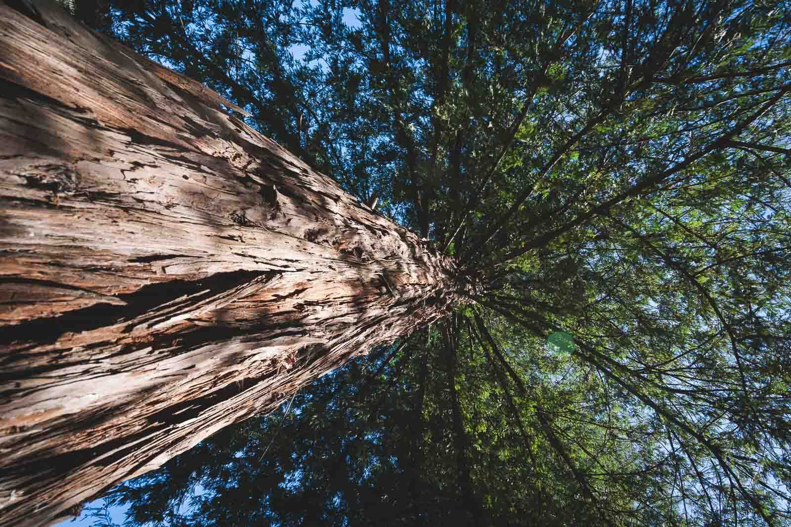 camping in big sur redwoods