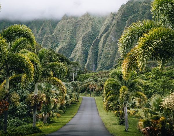 Lush vegetation in Hawaii