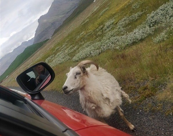 Photo of Iceland: Why we chose not to drive the entire Route 1 ring road

 /  2022-10-27 11:57:49 