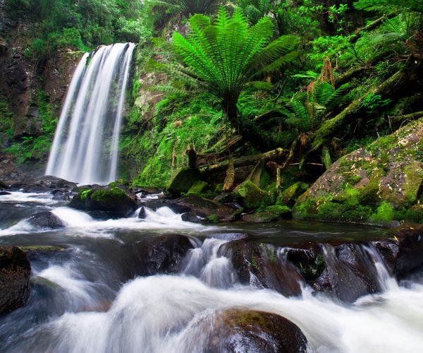 Hopetoun Falls surrounded by green ferns