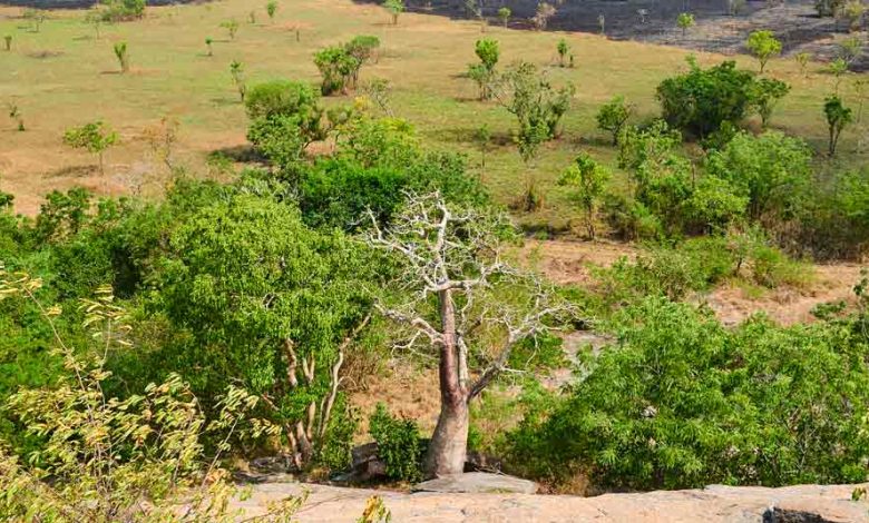 Photo of Ghana: African Development Fund Approves $27.9 Million Grant for Savannah Agriculture Value Chain Development Project (SADP) |  African Development Bank