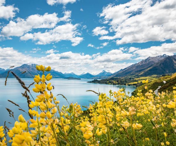 Yellow flowers with a lake and a mountain in the background