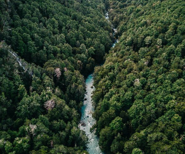 Aerial view of forest and a long river