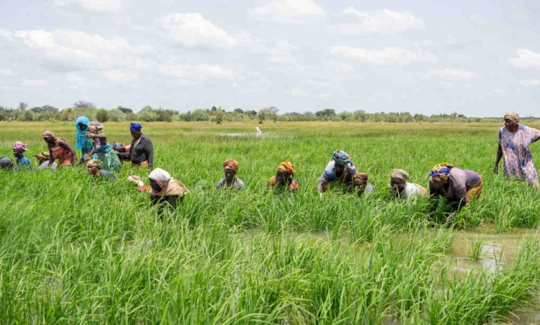 Photo of Sahel and West Africa: more than $176 million from the African Development Fund to improve living conditions and food and nutrition security for the population |  African Development Bank