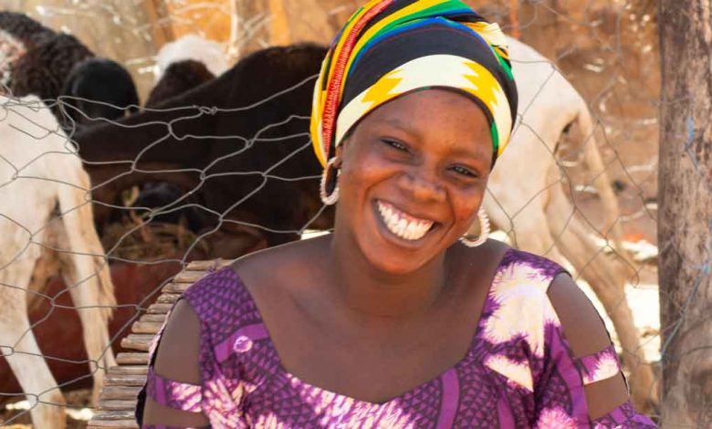 Photo of Senegal: African Development Bank donates about 40 million euros for the development of livestock production and productivity |  African Development Bank