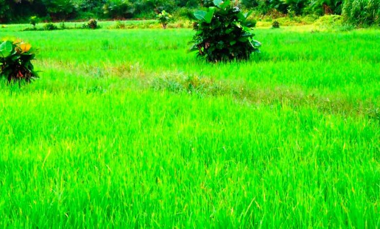 Photo of Sierra Leone: African Development Fund extends additional $12 million grant to boost drive for rice self-sufficiency |  African Development Bank