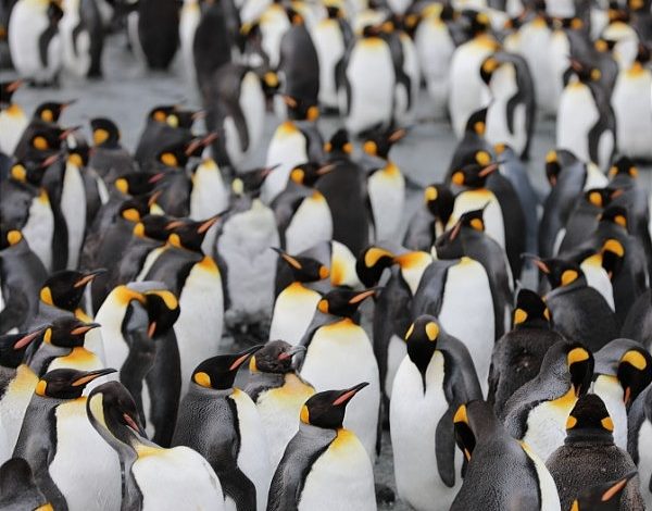 Photo of 7 of the best cruise destinations to see penguins in the wild

 /  2023-01-08 18:26:41 