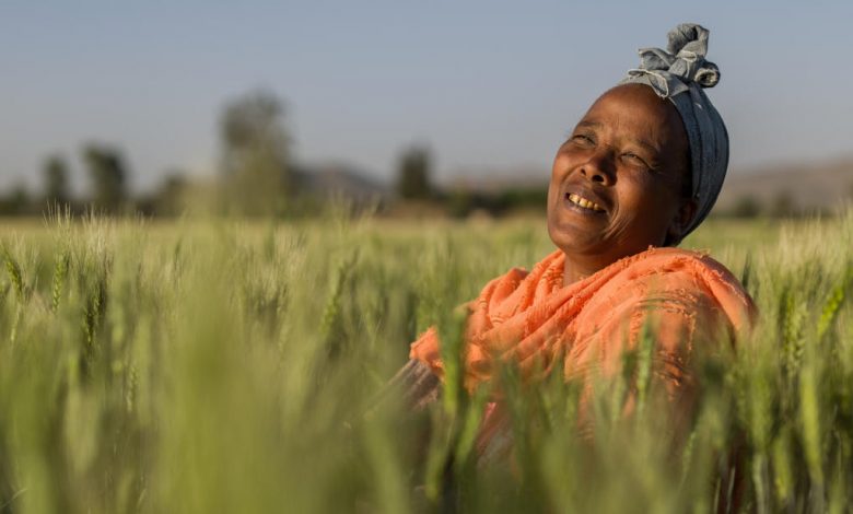 Photo of Second International Summit on Food Production in Africa in Dakar |  African Development Bank