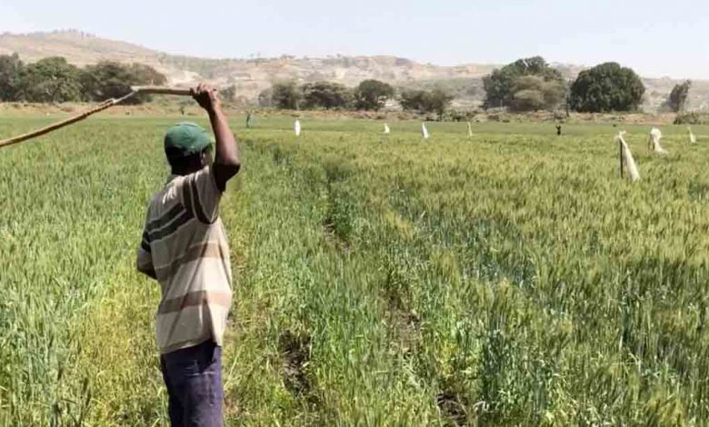 Photo of Whistles and Whips: Technologies for African Agricultural Transformation program results in sounds of success in Ethiopia’s lowlands |  African Development Bank