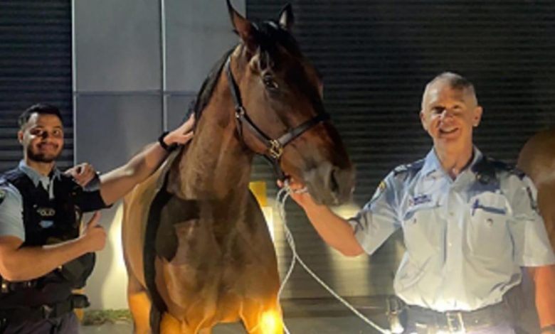 Photo of Horses safe after dawn gallop through southern Sydney