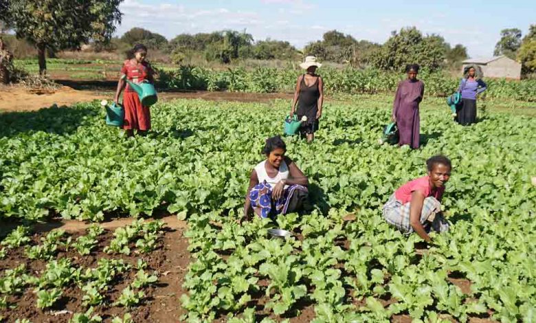 Photo of Madagascar: African Development Fund’s agricultural rehabilitation project boosts farmers’ income |  African Development Bank