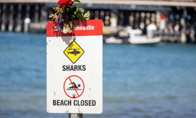 Photo of Swan River Shark Attack: Fisheries Minister Don Punch investigates water safety after Stella Berry’s death