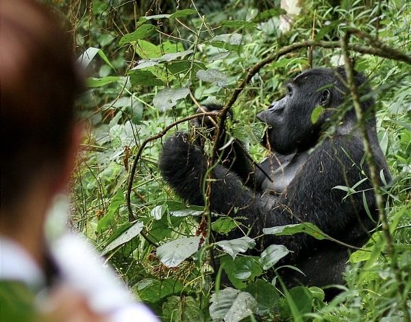 Photo of Wildlife experiences you don’t want to miss on a trip to Uganda

 /  2023-04-10 19:21:19 