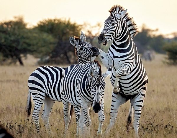 Photo of The secret life of the zebras in Botswana

 /  2023-05-09 12:43:26 