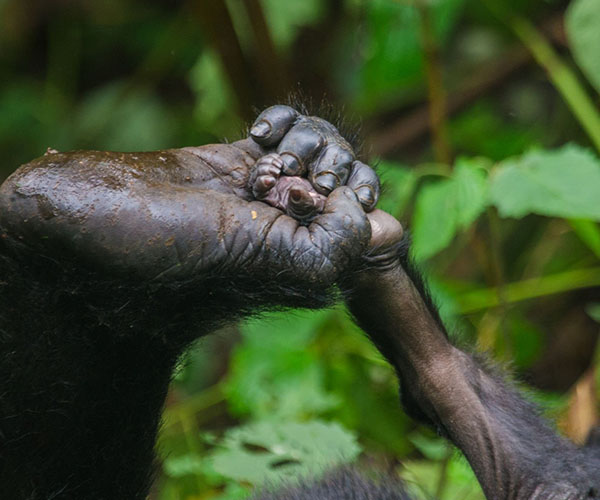 baby gorillas arms