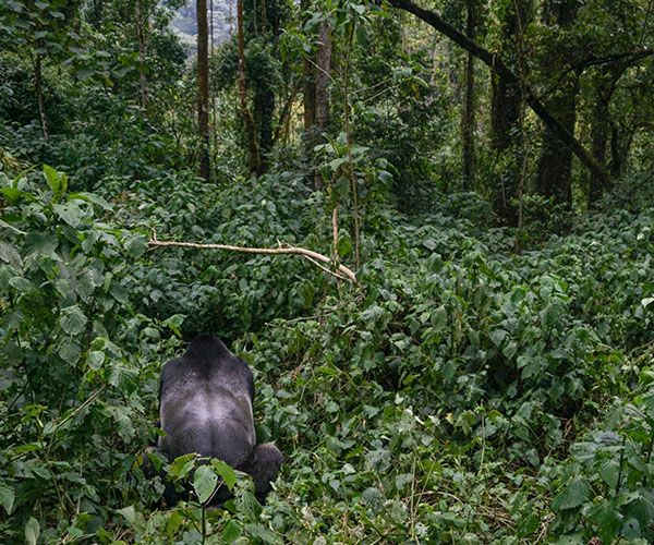 Gorilla in the bush