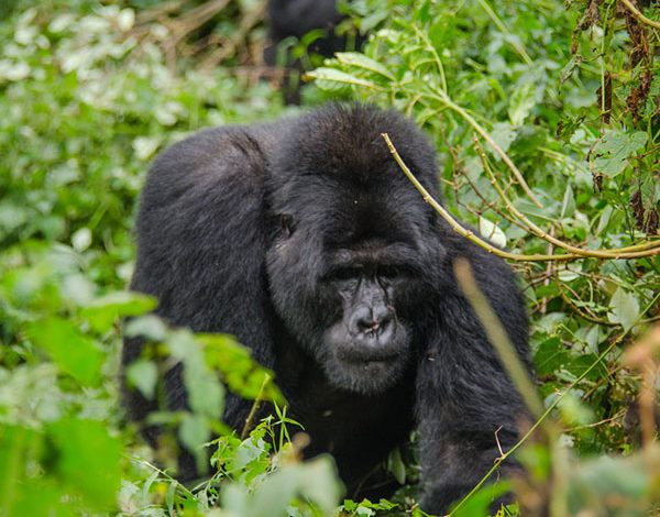 Photo of The habituation experience of gorillas in Bwindi Impenetrable Forest : a luxury travel blog

 /  2023-05-23 11:58:19 