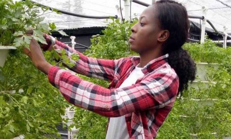 Photo of African Development Bank-funded company produces affordable, healthy hydroponic vegetables on urban rooftops |  African Development Bank