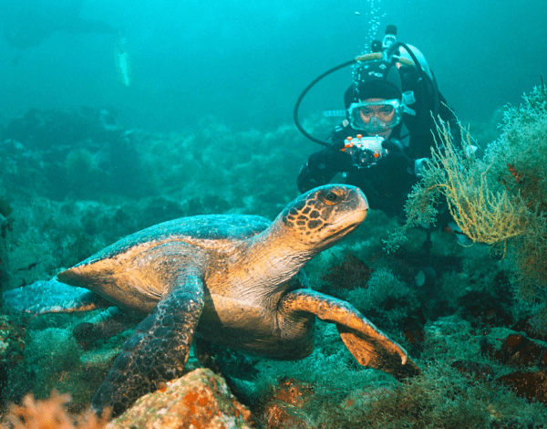 Photo of The best diving destinations in the Galapagos Islands

 /  2023-05-18 08:16:28 