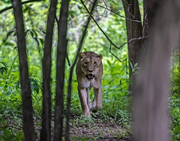 Photo of Malawi’s beautiful Majete Wildlife Reserve

 /  2023-07-07 14:27:14 