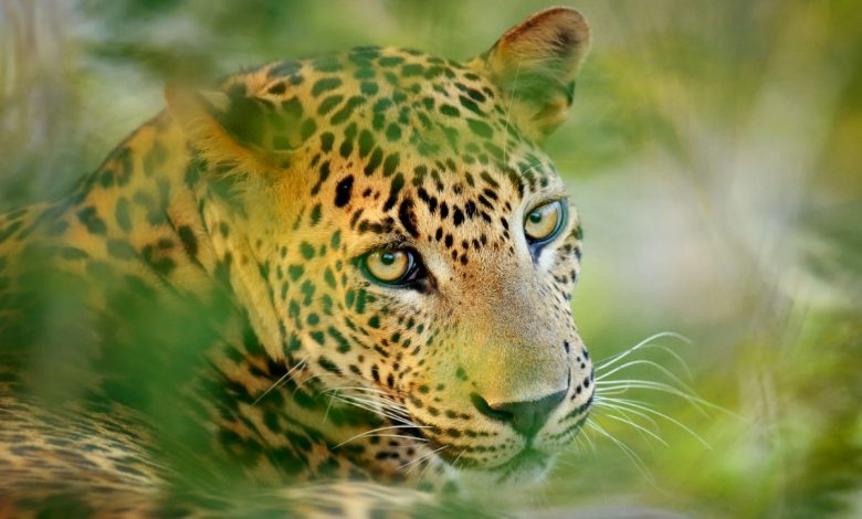 Photo of Remembering Leopards – A Luxury Travel Blog

 /  2024-03-08 00:31:39 