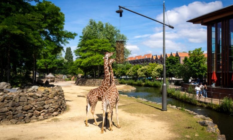 Photo of ARTIS Royal Zoo – An authentic review for a visit