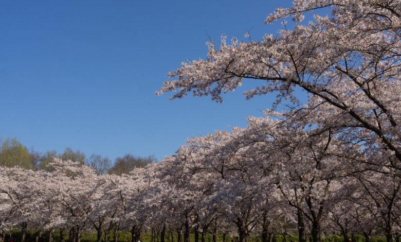 Photo of Embrace spring: why Bloesem Park is Amsterdam’s cherry blossom destination