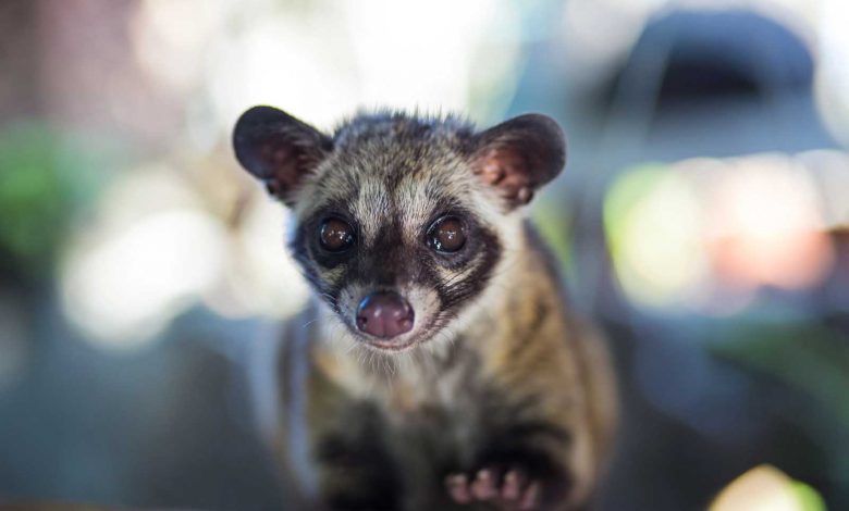 Photo of Celebrating the World’s First World Civet Day: Shining a Light on the Plight of Civet Coffee Production