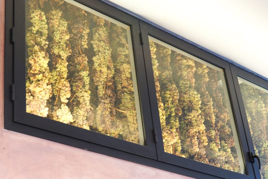 Wine grapes ripen in a glass box