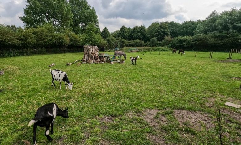 Westerpark: Amsterdam’s Cultural and Recreational Haven